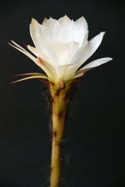 Echinopsis subdenudata 