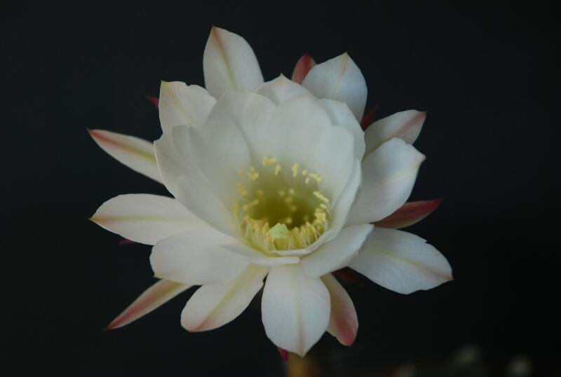 Echinopsis subdenudata 