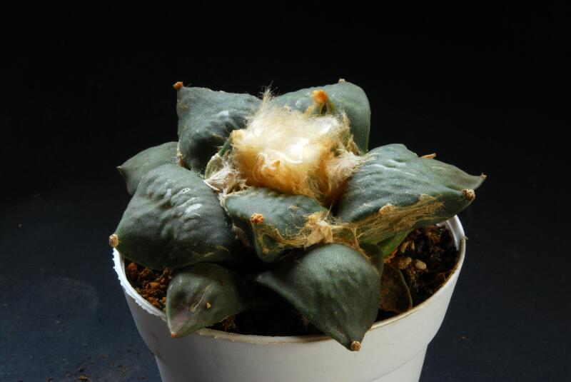 Ariocarpus retusus v. furfuraceus 