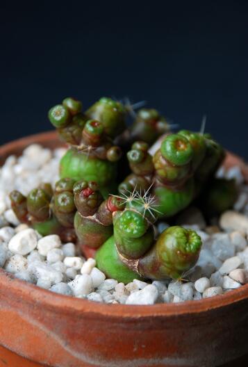 mammillaria bocasana f. monstruosa 