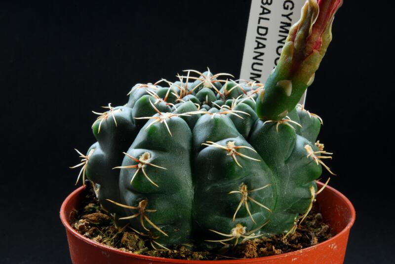 Gymnocalycium baldianum 