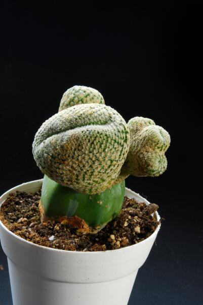 Mammillaria pectinifera 