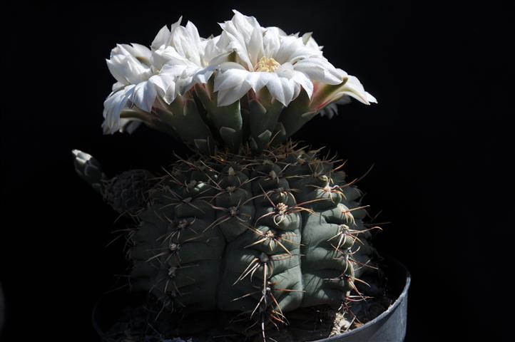 gymnocalycium pseudoragonesii