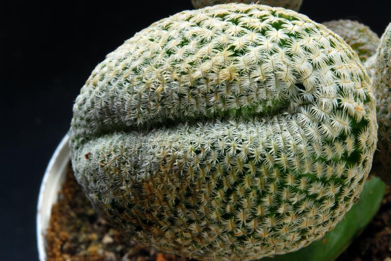 Mammillaria pectinifera 