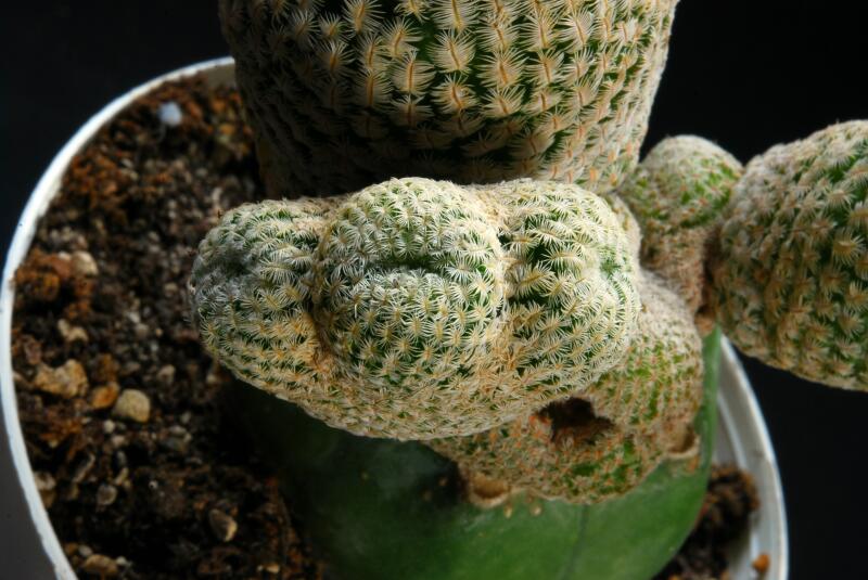 Mammillaria pectinifera 