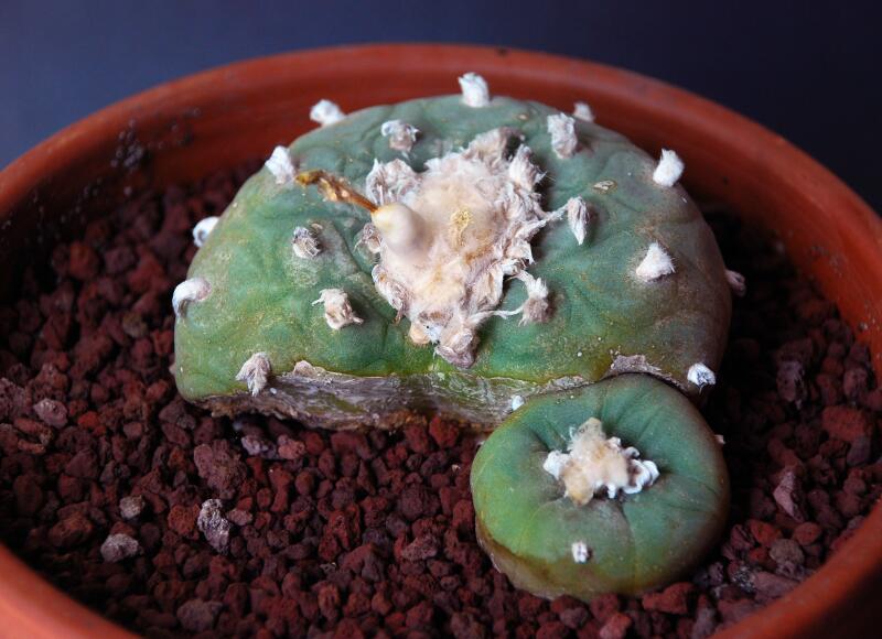 Lophophora diffusa 