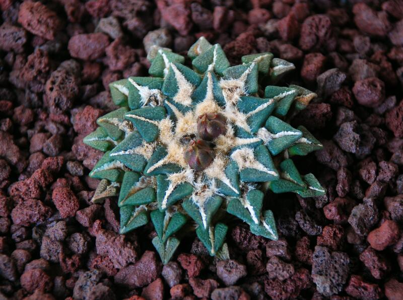 Ariocarpus kotschoubeyanus 