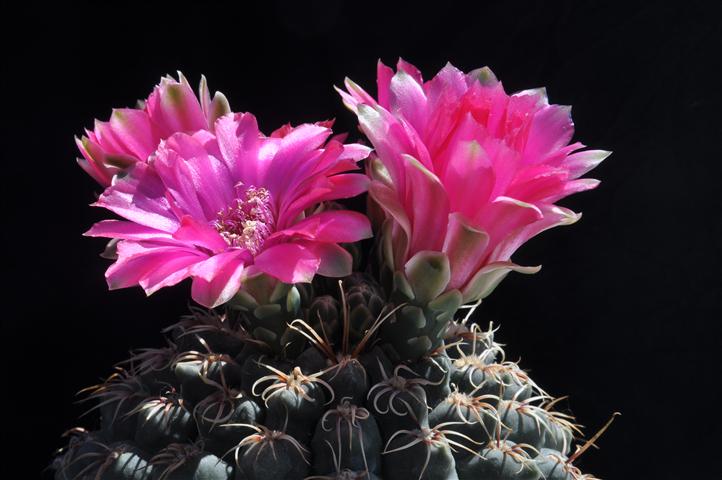 Gymnocalycium baldianum 