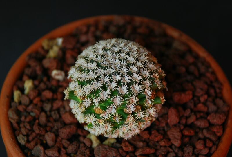 Mammillaria hernandezii 