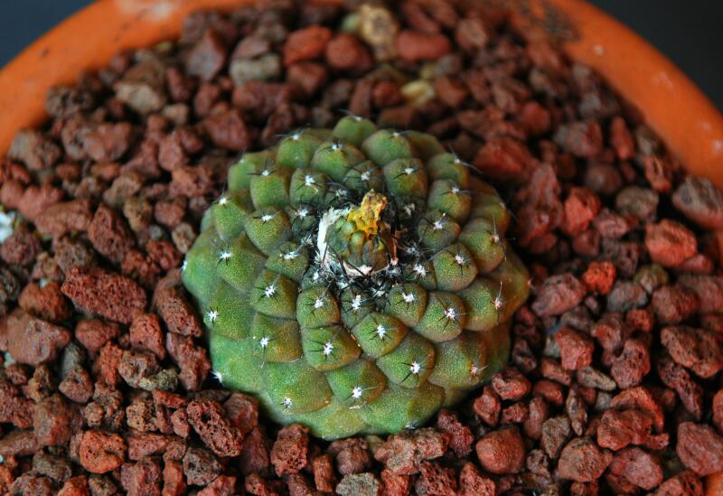 Copiapoa hypogaea 