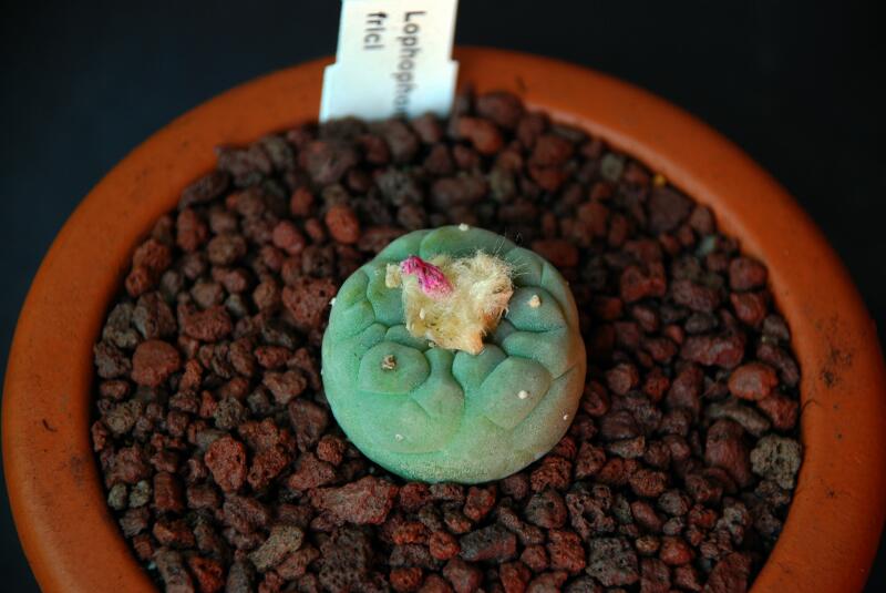 Lophophora fricii 