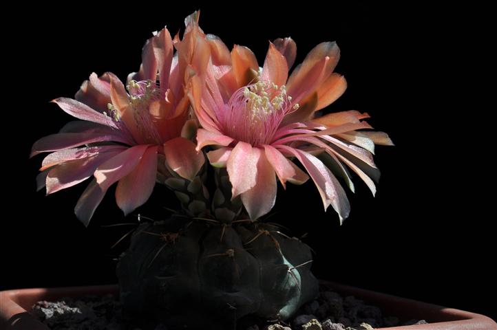 Gymnocalycium baldianum 