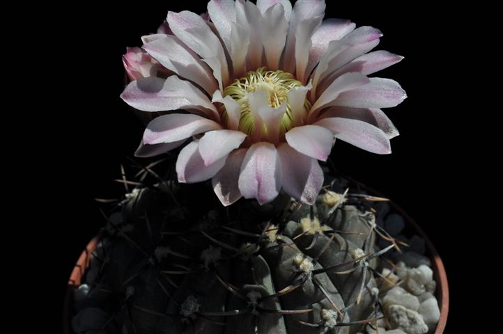 Gymnocalycium bodenbenderianum HU707