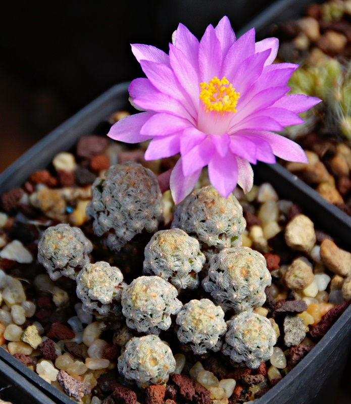 Mammillaria theresae P 370