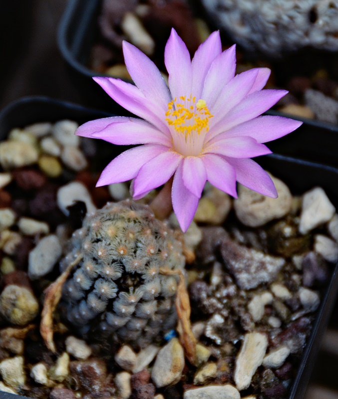 Mammillaria theresae 