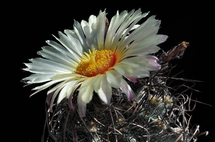 Astrophytum capricorne 