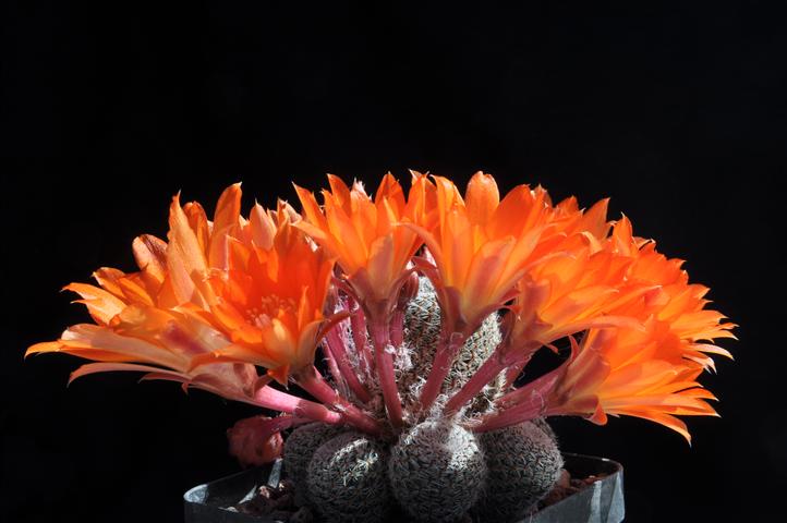 Rebutia pseudopectinata 