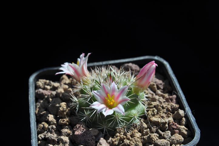 Mammillaria goodridgei 