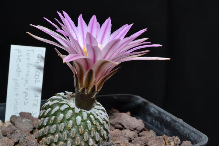 Turbinicarpus pseudopectinatus 