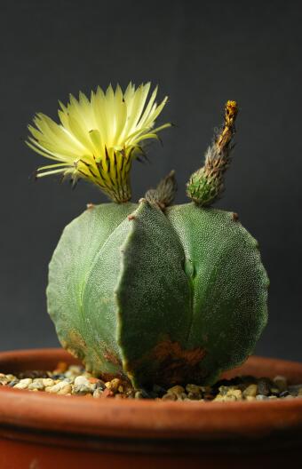 Astrophytum myriostigma f. quadricostatum 