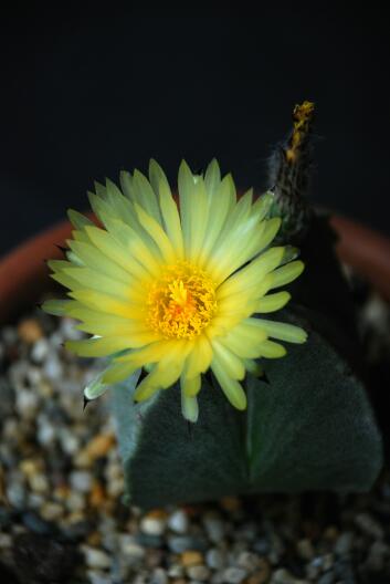 Astrophytum myriostigma f. quadricostatum 