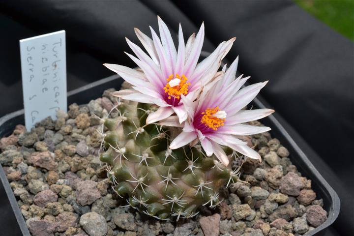 Turbinicarpus nieblae 