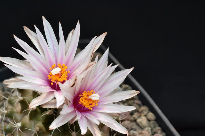 turbinicarpus nieblae