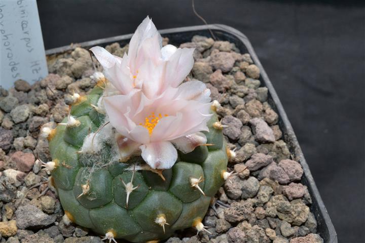 Turbinicarpus lophophoroides 