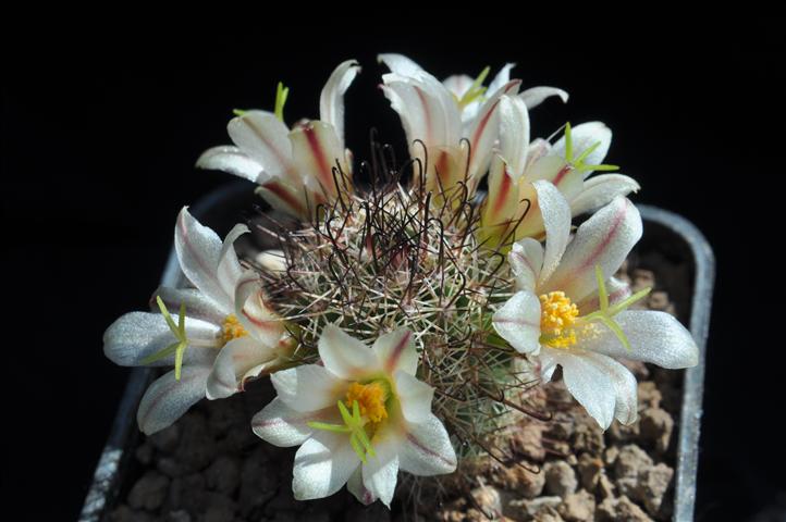 Mammillaria dioica SB1692