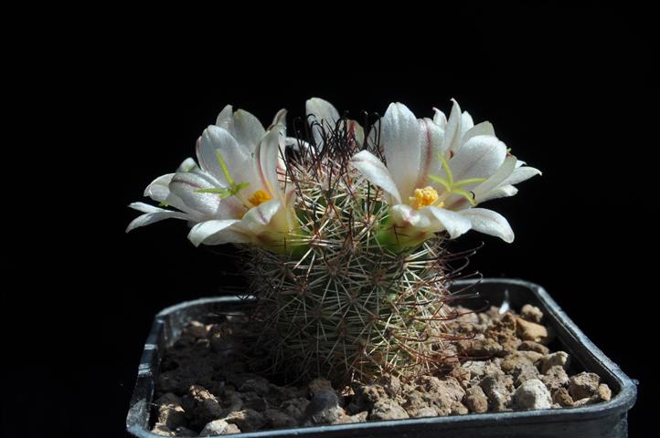 Mammillaria dioica SB1692
