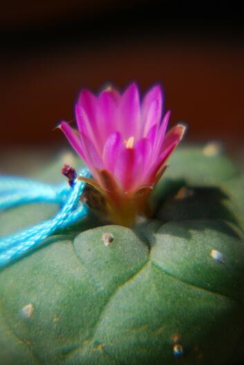 Lophophora jourdaniana 