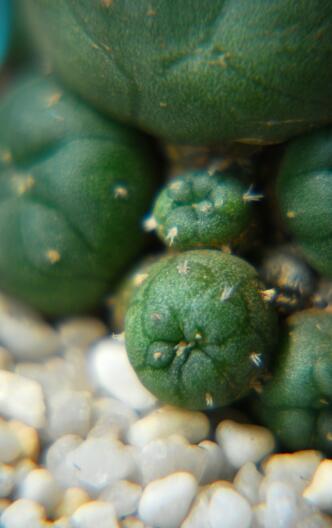 Lophophora jourdaniana 