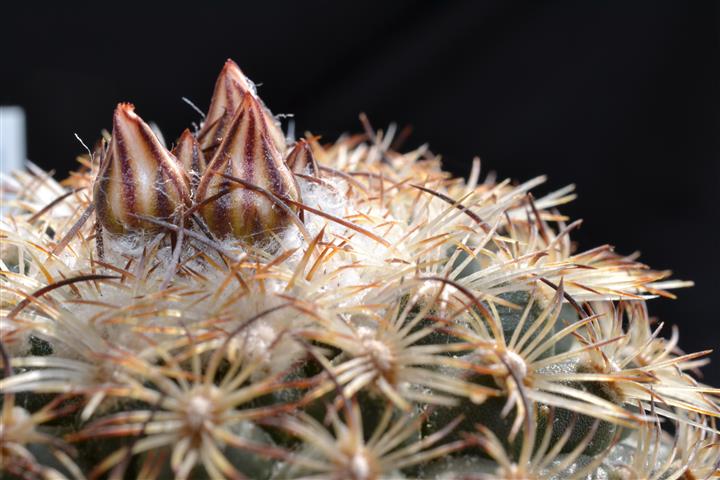 Turbinicarpus ysabelae 