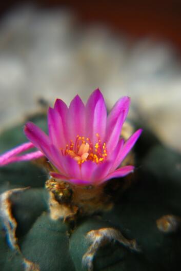 Lophophora jourdaniana 