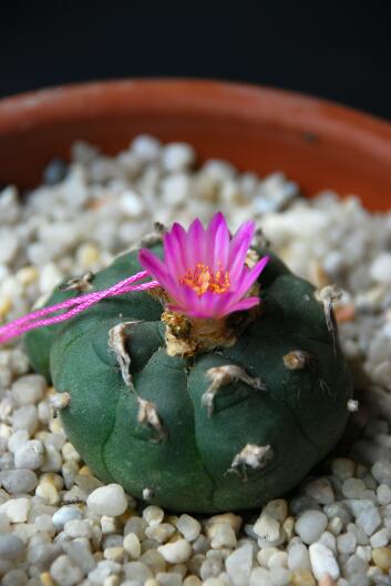 Lophophora jourdaniana 