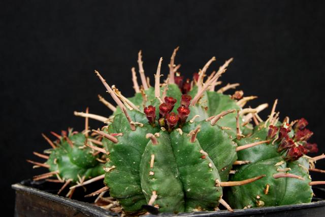 Euphorbia meloformis x pillansii 