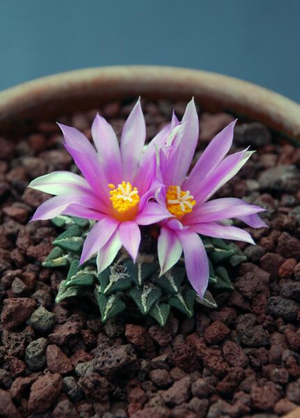 Ariocarpus kotschoubeyanus 