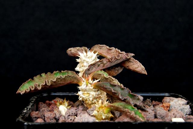 Euphorbia decaryi 