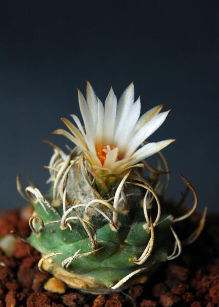 Turbinicarpus  