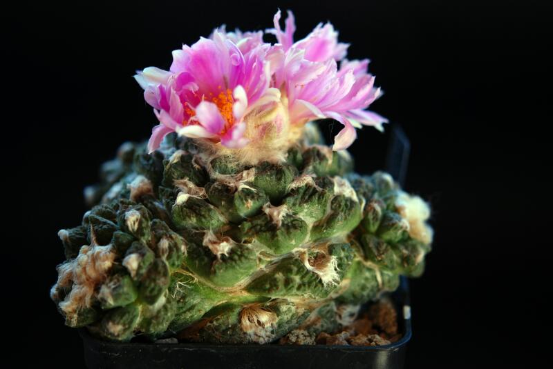 Ariocarpus fissuratus f. monstruosus 