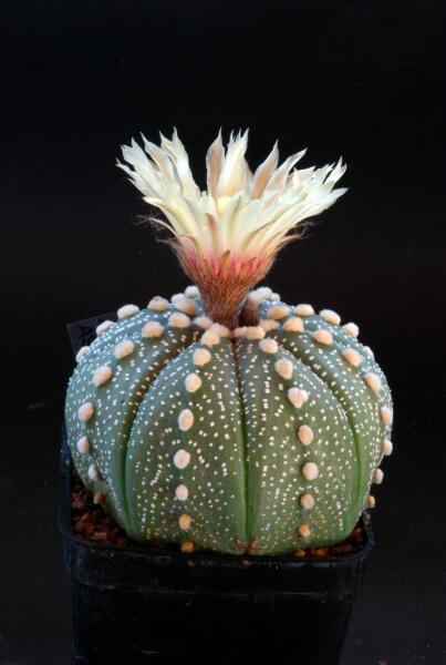 Astrophytum asterias 