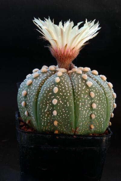 Astrophytum asterias 