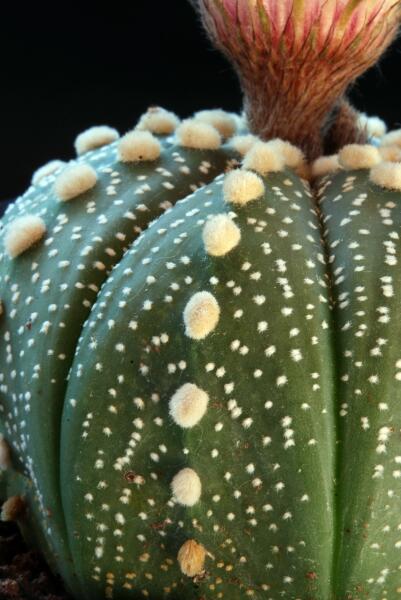 Astrophytum asterias 
