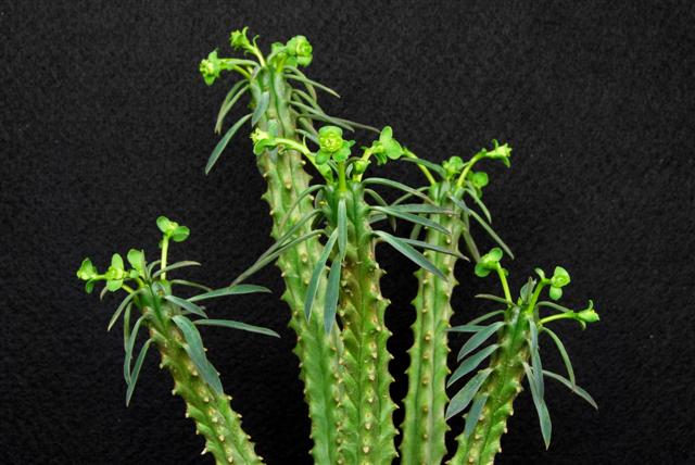 Euphorbia loricata 