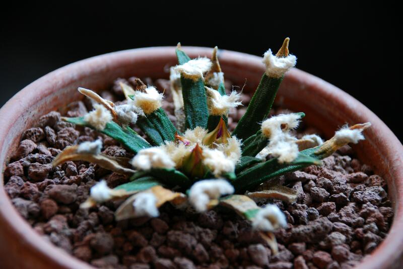 Ariocarpus agavoides 