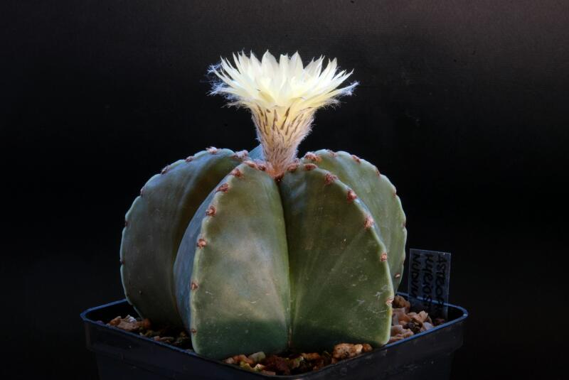 Astrophytum myriostigma v. nudum 