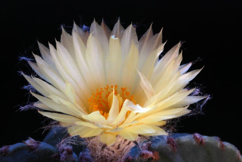 Astrophytum myriostigma v. nudum 