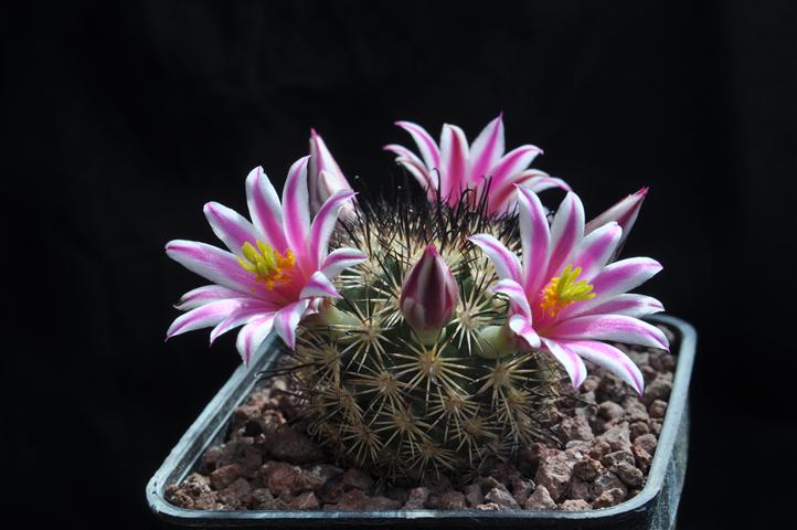 Mammillaria blossfeldiana 