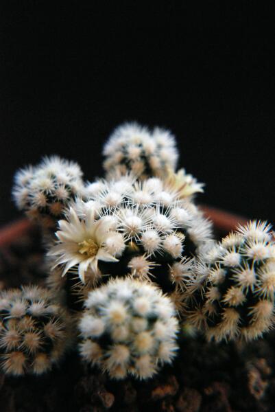Mammillaria gracilis cv. arizona snowcap 