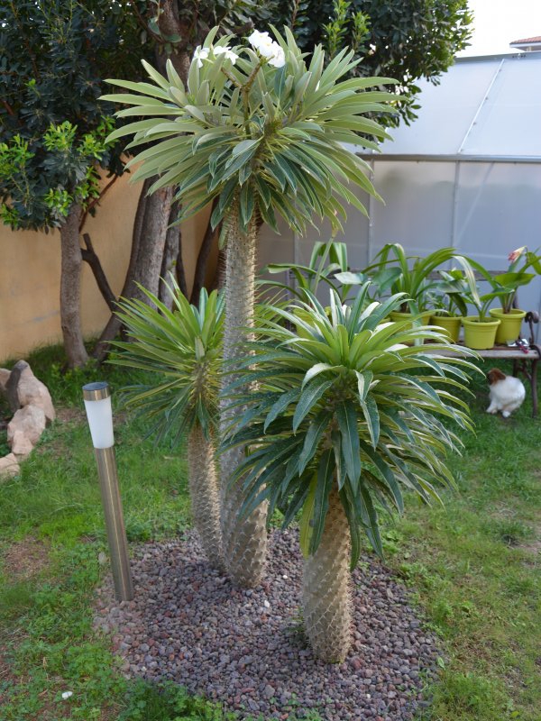 pachypodium lamerei